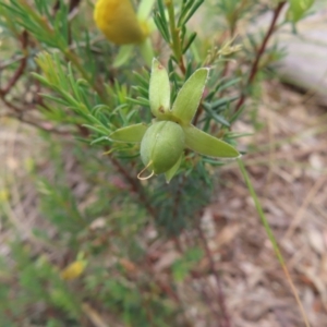 Gompholobium huegelii at Stromlo, ACT - 7 Dec 2022