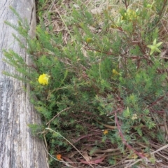 Gompholobium huegelii at Stromlo, ACT - 7 Dec 2022