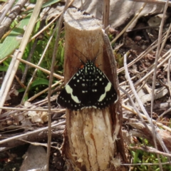 Idalima affinis (A day flying moth) at Stromlo, ACT - 7 Dec 2022 by MatthewFrawley