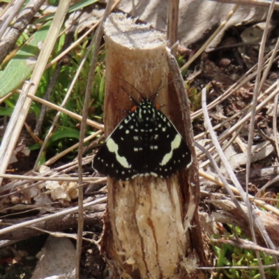 Idalima affinis (A day flying moth) at Piney Ridge - 7 Dec 2022 by MatthewFrawley