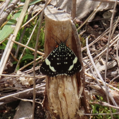 Idalima affinis (A day flying moth) at Block 402 - 7 Dec 2022 by MatthewFrawley