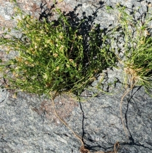 Sagina procumbens at Watson, ACT - 6 Dec 2022 06:04 PM