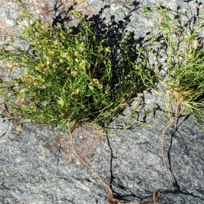 Sagina procumbens (Spreading Pearlwort) at Watson, ACT - 6 Dec 2022 by abread111