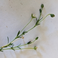 Sagina procumbens at Watson, ACT - 6 Dec 2022