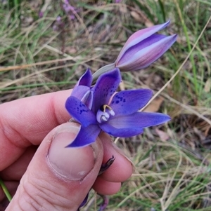 Thelymitra simulata at Captains Flat, NSW - suppressed