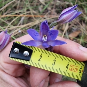 Thelymitra simulata at Captains Flat, NSW - suppressed