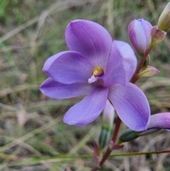 Thelymitra juncifolia (Dotted Sun Orchid) at Captains Flat, NSW - 7 Dec 2022 by Csteele4