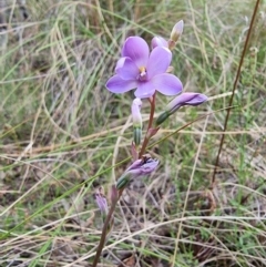 Thelymitra juncifolia at Captains Flat, NSW - suppressed