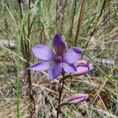 Thelymitra sp. (A Sun Orchid) at Captains Flat, NSW - 4 Dec 2022 by Csteele4