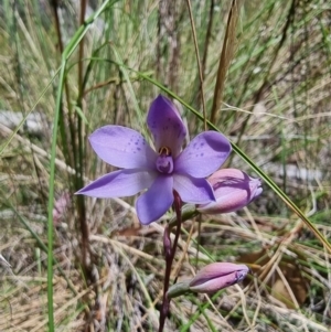 Thelymitra sp. at QPRC LGA - suppressed