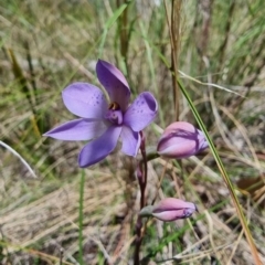 Thelymitra sp. at QPRC LGA - suppressed