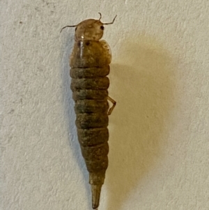 Unidentified Insect (TBC) at suppressed by LisaH