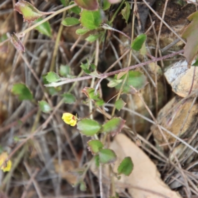 Goodenia hederacea (Ivy Goodenia) at Mongarlowe River - 7 Dec 2022 by LisaH