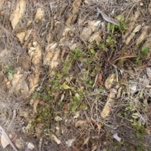 Goodenia hederacea at Mongarlowe, NSW - 7 Dec 2022