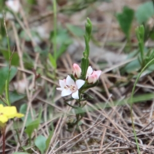 Unidentified Other Wildflower or Herb (TBC) at suppressed by LisaH