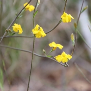 Goodenia paradoxa at Mongarlowe, NSW - 7 Dec 2022