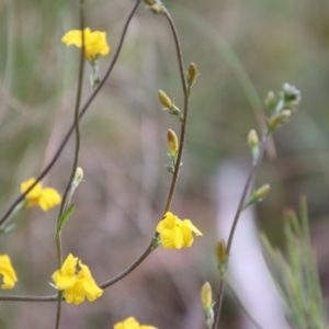 Goodenia paradoxa at Mongarlowe, NSW - 7 Dec 2022