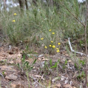 Goodenia paradoxa at Mongarlowe, NSW - 7 Dec 2022