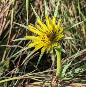 Tragopogon dubius at Watson, ACT - 6 Dec 2022 05:54 PM