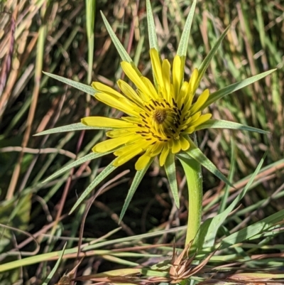 Tragopogon dubius (Goatsbeard) at Watson, ACT - 6 Dec 2022 by abread111