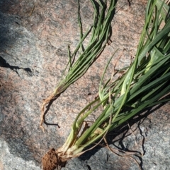 Tragopogon dubius at Watson, ACT - 6 Dec 2022 05:54 PM