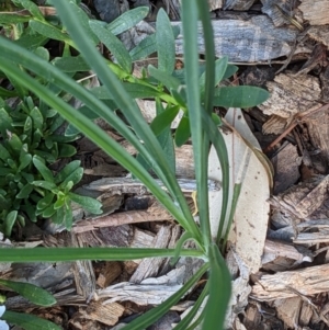 Tragopogon dubius at Watson, ACT - 6 Dec 2022 05:54 PM