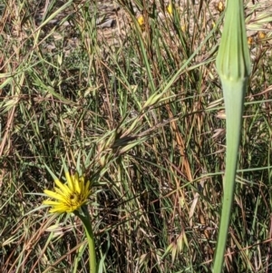 Tragopogon dubius at Watson, ACT - 6 Dec 2022 05:54 PM