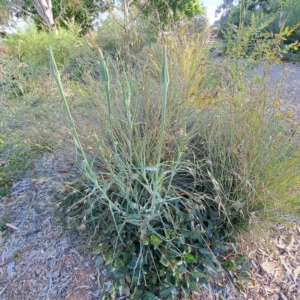 Tragopogon dubius at Watson, ACT - 6 Dec 2022 05:54 PM