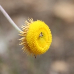 Coronidium oxylepis (Woolly Everlasting) at Mongarlowe River - 7 Dec 2022 by LisaH