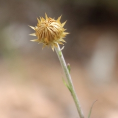 Coronidium oxylepis at suppressed - 7 Dec 2022