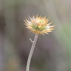 Coronidium oxylepis at Mongarlowe, NSW - suppressed