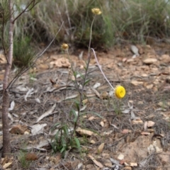 Coronidium oxylepis at suppressed - 7 Dec 2022