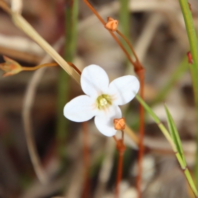 Mitrasacme sp. at Mongarlowe, NSW - 7 Dec 2022 by LisaH