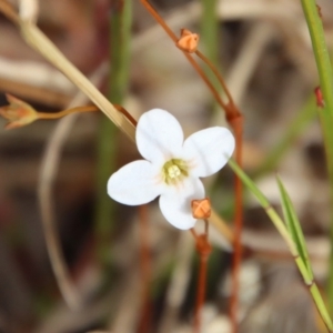 Unidentified Other Wildflower or Herb (TBC) at suppressed by LisaH