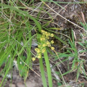 Lomandra filiformis at Mongarlowe, NSW - suppressed