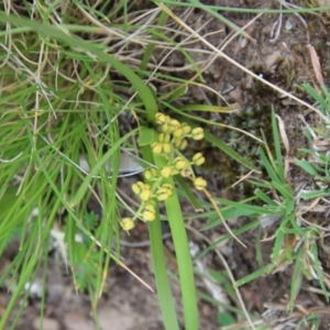 Lomandra filiformis (Wattle Mat-rush) at suppressed by LisaH