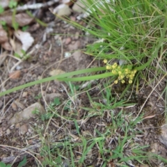 Lomandra filiformis at Mongarlowe, NSW - suppressed