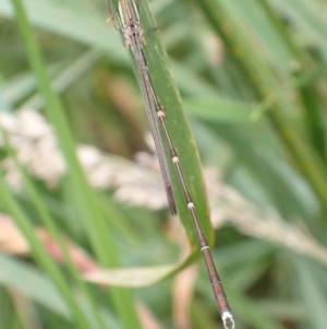 Austrolestes analis at Murrumbateman, NSW - 7 Dec 2022 01:22 PM