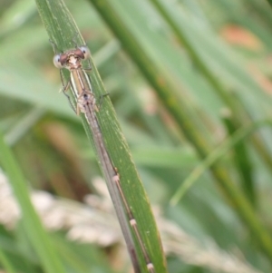 Austrolestes analis at Murrumbateman, NSW - 7 Dec 2022 01:22 PM