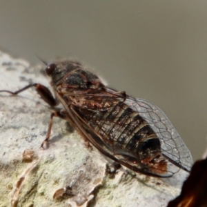 Atrapsalta furcilla at Mongarlowe, NSW - suppressed