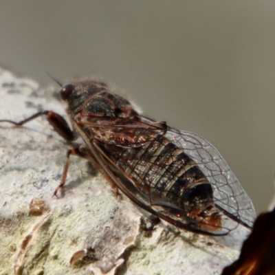 Atrapsalta furcilla (Southern Mountain Squeaker) at Mongarlowe, NSW - 7 Dec 2022 by LisaH