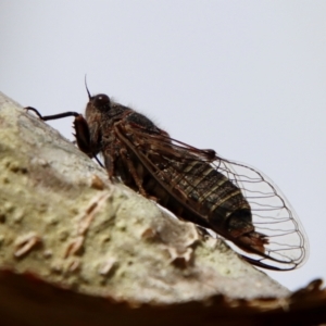 Atrapsalta furcilla at Mongarlowe, NSW - suppressed