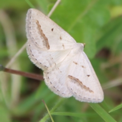 Taxeotis endela (Looper or geometer moth) at Mongarlowe River - 7 Dec 2022 by LisaH