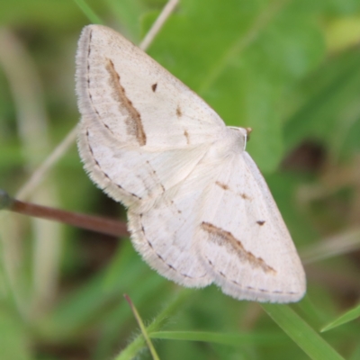 Taxeotis endela (Looper or geometer moth) at Mongarlowe, NSW - 7 Dec 2022 by LisaH