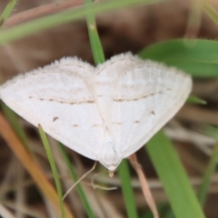 Taxeotis endela at Mongarlowe, NSW - suppressed