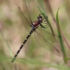 Eusynthemis sp. (genus) (Tigertail) at QPRC LGA - 7 Dec 2022 by LisaH