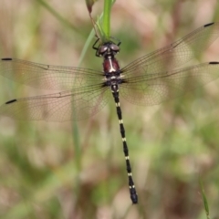 Eusynthemis sp. (genus) at Mongarlowe, NSW - suppressed