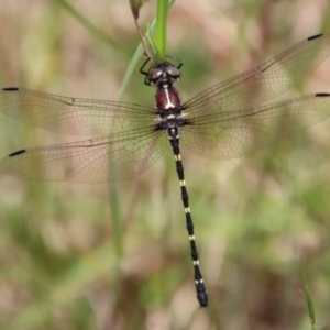 Eusynthemis sp. (genus) at Mongarlowe, NSW - suppressed