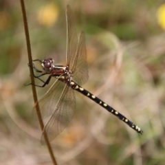 Synthemis eustalacta (Swamp Tigertail) at QPRC LGA - 7 Dec 2022 by LisaH