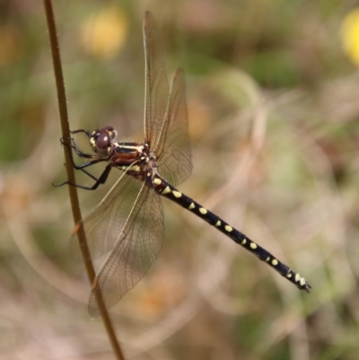 Synthemis eustalacta (Swamp Tigertail) at QPRC LGA - 7 Dec 2022 by LisaH